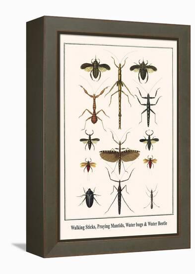 Walking Sticks, Praying Mantids, Water Bugs and Water Beetle-Albertus Seba-Framed Stretched Canvas