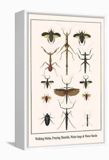 Walking Sticks, Praying Mantids, Water Bugs and Water Beetle-Albertus Seba-Framed Stretched Canvas