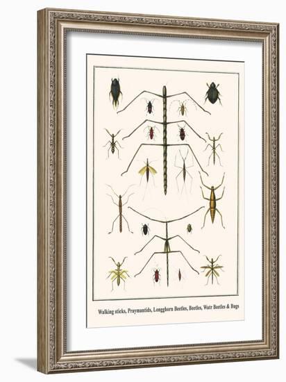 Walking Sticks, Praymantids, Longghorn Beetles, Beetles, Watr Beetles and Bugs-Albertus Seba-Framed Art Print