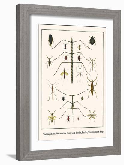 Walking Sticks, Praymantids, Longghorn Beetles, Beetles, Watr Beetles and Bugs-Albertus Seba-Framed Art Print