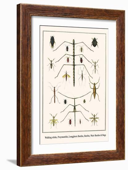 Walking Sticks, Praymantids, Longghorn Beetles, Beetles, Watr Beetles and Bugs-Albertus Seba-Framed Art Print