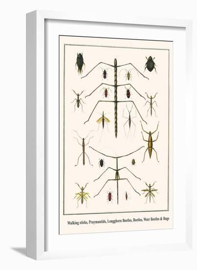 Walking Sticks, Praymantids, Longghorn Beetles, Beetles, Watr Beetles and Bugs-Albertus Seba-Framed Art Print