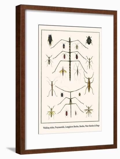 Walking Sticks, Praymantids, Longghorn Beetles, Beetles, Watr Beetles and Bugs-Albertus Seba-Framed Art Print