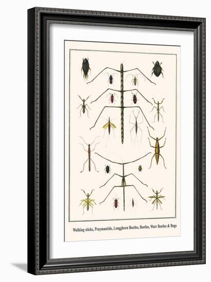 Walking Sticks, Praymantids, Longghorn Beetles, Beetles, Watr Beetles and Bugs-Albertus Seba-Framed Art Print