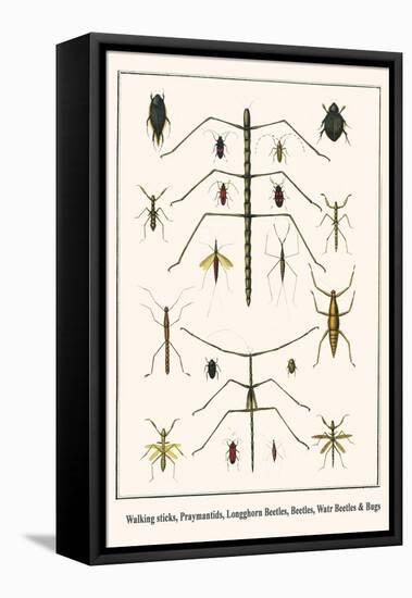 Walking Sticks, Praymantids, Longghorn Beetles, Beetles, Watr Beetles and Bugs-Albertus Seba-Framed Stretched Canvas