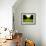 Walking through Garden Maze-Jan Lakey-Framed Photographic Print displayed on a wall