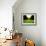 Walking through Garden Maze-Jan Lakey-Framed Photographic Print displayed on a wall