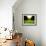 Walking through Garden Maze-Jan Lakey-Framed Photographic Print displayed on a wall