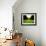 Walking through Garden Maze-Jan Lakey-Framed Photographic Print displayed on a wall