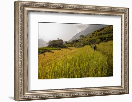 Walking Through the Terraced Rice Fields. Vietnam, Indochina-Tom Norring-Framed Photographic Print