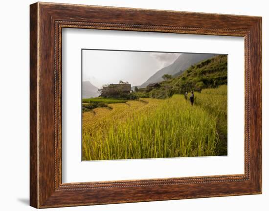 Walking Through the Terraced Rice Fields. Vietnam, Indochina-Tom Norring-Framed Photographic Print