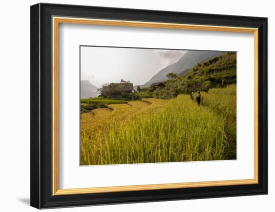 Walking Through the Terraced Rice Fields. Vietnam, Indochina-Tom Norring-Framed Photographic Print