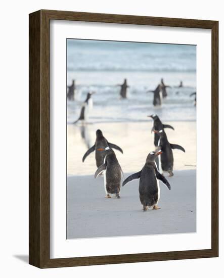 Walking to enter the sea during early morning. Gentoo Penguin in the Falkland Islands in January.-Martin Zwick-Framed Photographic Print