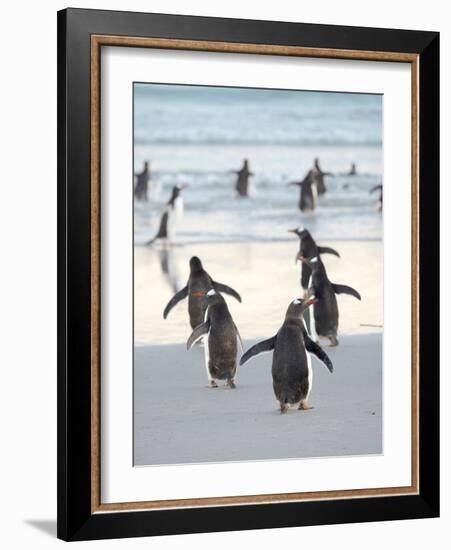 Walking to enter the sea during early morning. Gentoo Penguin in the Falkland Islands in January.-Martin Zwick-Framed Photographic Print