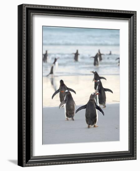 Walking to enter the sea during early morning. Gentoo Penguin in the Falkland Islands in January.-Martin Zwick-Framed Photographic Print