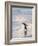 Walking to enter the sea during early morning. Gentoo penguin in the Falkland Islands in January.-Martin Zwick-Framed Photographic Print