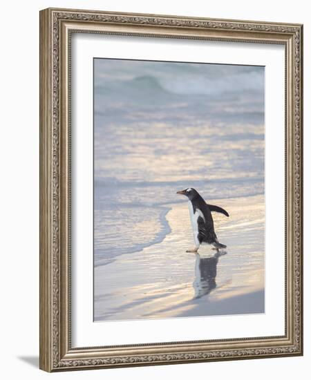 Walking to enter the sea during early morning. Gentoo penguin in the Falkland Islands in January.-Martin Zwick-Framed Photographic Print