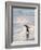 Walking to enter the sea during early morning. Gentoo penguin in the Falkland Islands in January.-Martin Zwick-Framed Photographic Print