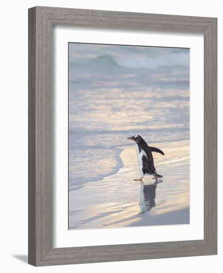 Walking to enter the sea during early morning. Gentoo penguin in the Falkland Islands in January.-Martin Zwick-Framed Photographic Print