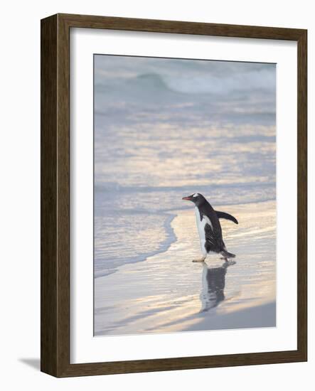 Walking to enter the sea during early morning. Gentoo penguin in the Falkland Islands in January.-Martin Zwick-Framed Photographic Print