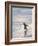 Walking to enter the sea during early morning. Gentoo penguin in the Falkland Islands in January.-Martin Zwick-Framed Photographic Print