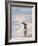 Walking to enter the sea during early morning. Gentoo penguin in the Falkland Islands in January.-Martin Zwick-Framed Photographic Print