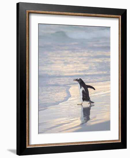 Walking to enter the sea during early morning. Gentoo penguin in the Falkland Islands in January.-Martin Zwick-Framed Photographic Print