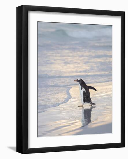 Walking to enter the sea during early morning. Gentoo penguin in the Falkland Islands in January.-Martin Zwick-Framed Photographic Print