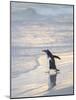 Walking to enter the sea during early morning. Gentoo penguin in the Falkland Islands in January.-Martin Zwick-Mounted Photographic Print