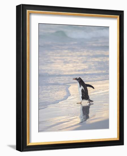 Walking to enter the sea during early morning. Gentoo penguin in the Falkland Islands in January.-Martin Zwick-Framed Photographic Print