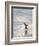 Walking to enter the sea during early morning. Gentoo penguin in the Falkland Islands in January.-Martin Zwick-Framed Photographic Print