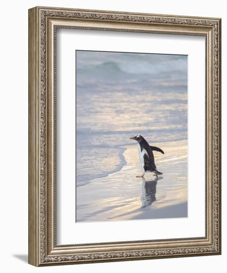 Walking to enter the sea during early morning. Gentoo penguin in the Falkland Islands in January.-Martin Zwick-Framed Photographic Print