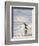 Walking to enter the sea during early morning. Gentoo penguin in the Falkland Islands in January.-Martin Zwick-Framed Photographic Print