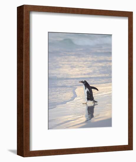 Walking to enter the sea during early morning. Gentoo penguin in the Falkland Islands in January.-Martin Zwick-Framed Photographic Print