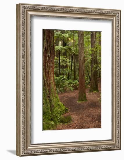 Walking track through The Redwoods (Whakarewarewa Forest), Rotorua, North Island, New Zealand-David Wall-Framed Photographic Print