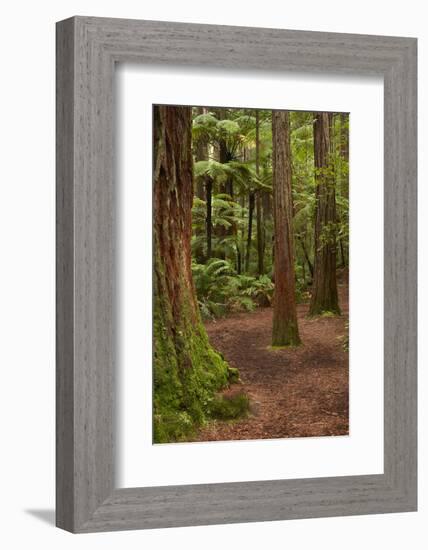 Walking track through The Redwoods (Whakarewarewa Forest), Rotorua, North Island, New Zealand-David Wall-Framed Photographic Print