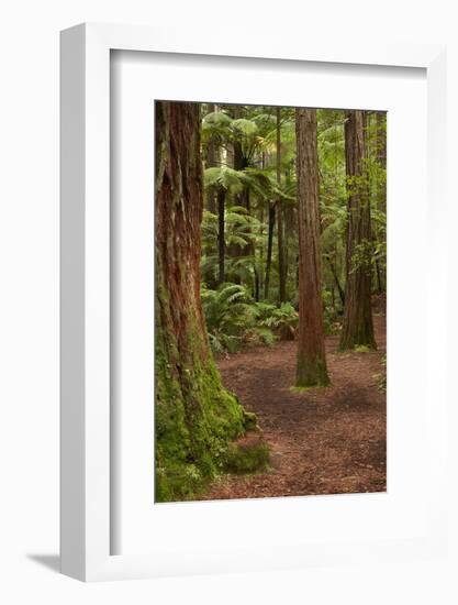 Walking track through The Redwoods (Whakarewarewa Forest), Rotorua, North Island, New Zealand-David Wall-Framed Photographic Print