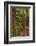 Walking track through The Redwoods (Whakarewarewa Forest), Rotorua, North Island, New Zealand-David Wall-Framed Photographic Print