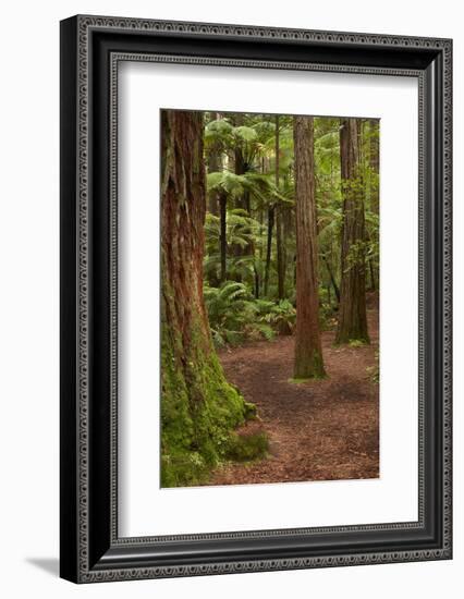 Walking track through The Redwoods (Whakarewarewa Forest), Rotorua, North Island, New Zealand-David Wall-Framed Photographic Print