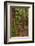 Walking track through The Redwoods (Whakarewarewa Forest), Rotorua, North Island, New Zealand-David Wall-Framed Photographic Print