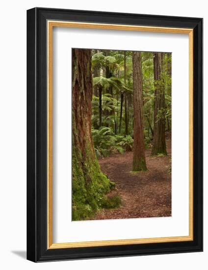 Walking track through The Redwoods (Whakarewarewa Forest), Rotorua, North Island, New Zealand-David Wall-Framed Photographic Print