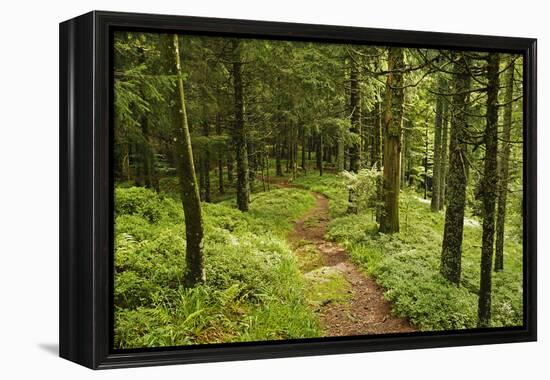 Walking Trail, Hochkopf, Near Schonau, Black Forest, Baden-Wurttemberg, Germany, Europe-Jochen Schlenker-Framed Premier Image Canvas