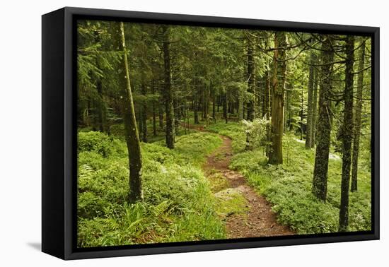 Walking Trail, Hochkopf, Near Schonau, Black Forest, Baden-Wurttemberg, Germany, Europe-Jochen Schlenker-Framed Premier Image Canvas