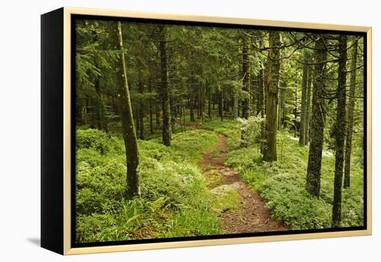 Walking Trail, Hochkopf, Near Schonau, Black Forest, Baden-Wurttemberg, Germany, Europe-Jochen Schlenker-Framed Premier Image Canvas