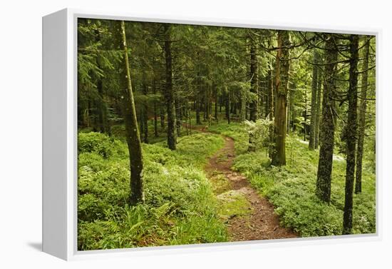 Walking Trail, Hochkopf, Near Schonau, Black Forest, Baden-Wurttemberg, Germany, Europe-Jochen Schlenker-Framed Premier Image Canvas