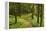 Walking Trail, Hochkopf, Near Schonau, Black Forest, Baden-Wurttemberg, Germany, Europe-Jochen Schlenker-Framed Premier Image Canvas