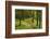 Walking Trail, Hochkopf, Near Schonau, Black Forest, Baden-Wurttemberg, Germany, Europe-Jochen Schlenker-Framed Photographic Print