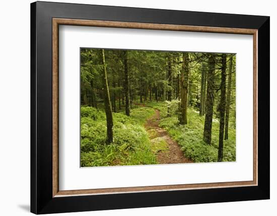 Walking Trail, Hochkopf, Near Schonau, Black Forest, Baden-Wurttemberg, Germany, Europe-Jochen Schlenker-Framed Photographic Print