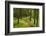 Walking Trail, Hochkopf, Near Schonau, Black Forest, Baden-Wurttemberg, Germany, Europe-Jochen Schlenker-Framed Photographic Print