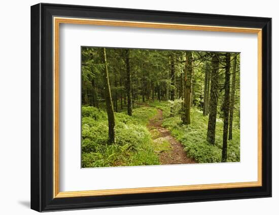 Walking Trail, Hochkopf, Near Schonau, Black Forest, Baden-Wurttemberg, Germany, Europe-Jochen Schlenker-Framed Photographic Print